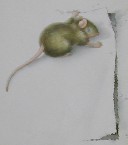 Los álbumes del ratón y Las clases de tuba