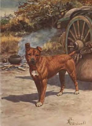 Jock of the Bushveld